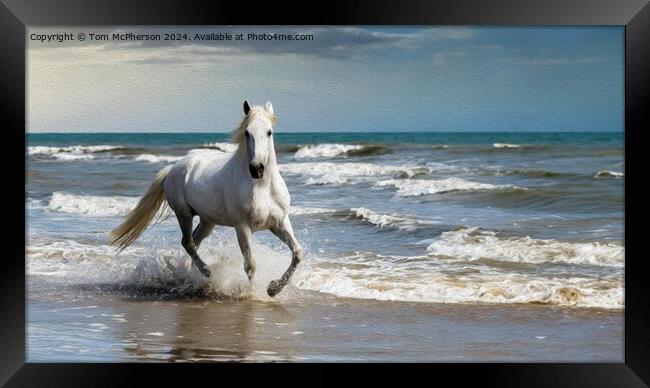 White Andalusian horse in Oils Framed Print by Tom McPherson
