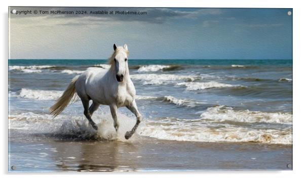 White Andalusian horse in Oils Acrylic by Tom McPherson