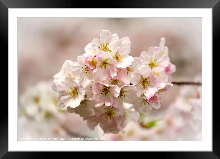 Spring Cherry Blossom Framed Mounted Print by Simon Johnson