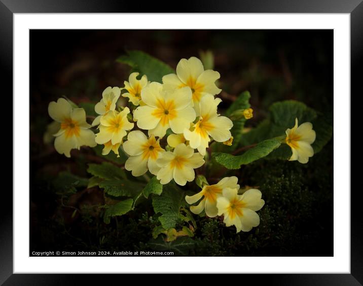 Primrose  flowers Framed Mounted Print by Simon Johnson