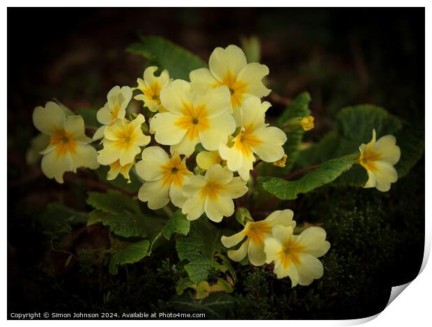 Primrose  flowers Print by Simon Johnson