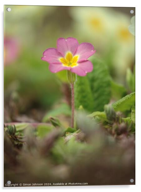 Primrose flower Acrylic by Simon Johnson