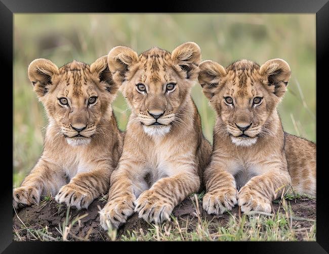 Lion Cubs Framed Print by Steve Smith