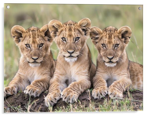 Lion Cubs Acrylic by Steve Smith