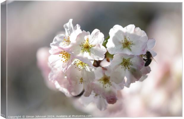 Cherry Blossom  Canvas Print by Simon Johnson