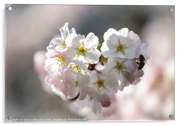 Cherry Blossom  Acrylic by Simon Johnson