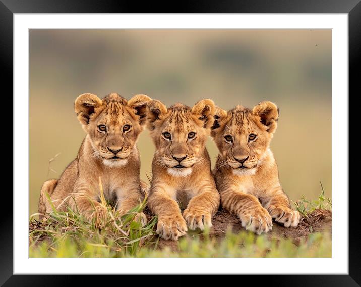 Lion Cubs Framed Mounted Print by Steve Smith