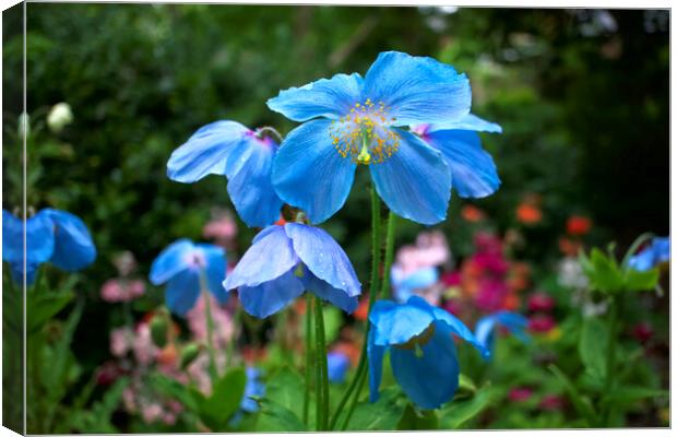 Blue Himalayan Poppies Canvas Print by Alison Chambers