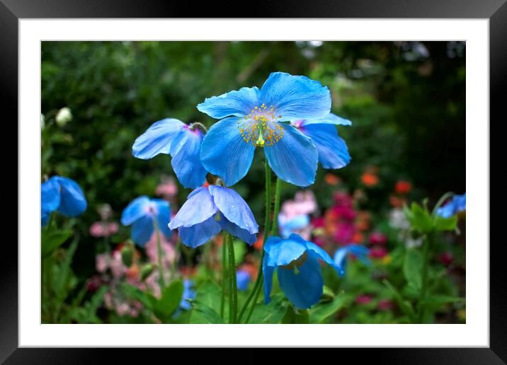 Blue Himalayan Poppies Framed Mounted Print by Alison Chambers