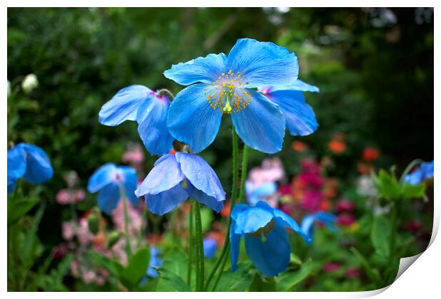 Blue Himalayan Poppies Print by Alison Chambers