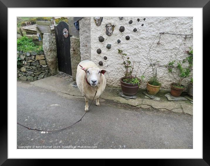 Just taking the Lamb for a walk  Framed Mounted Print by Beryl Curran