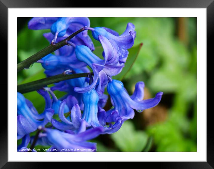 Hyacinth Blue Framed Mounted Print by Tom Curtis