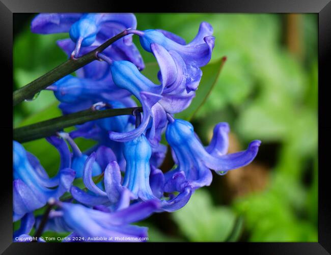 Hyacinth Blue Framed Print by Tom Curtis