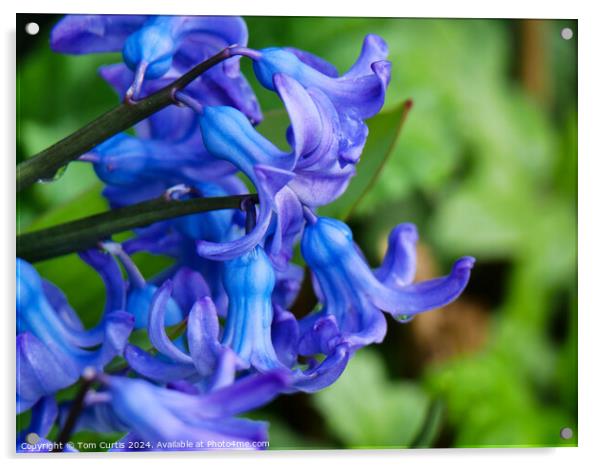 Hyacinth Blue Acrylic by Tom Curtis