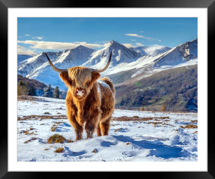 The Highland Cow  Framed Mounted Print by Tom McPherson