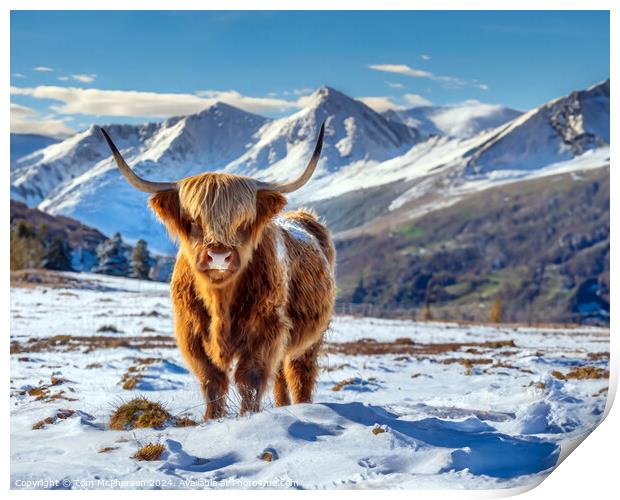 The Highland Cow  Print by Tom McPherson