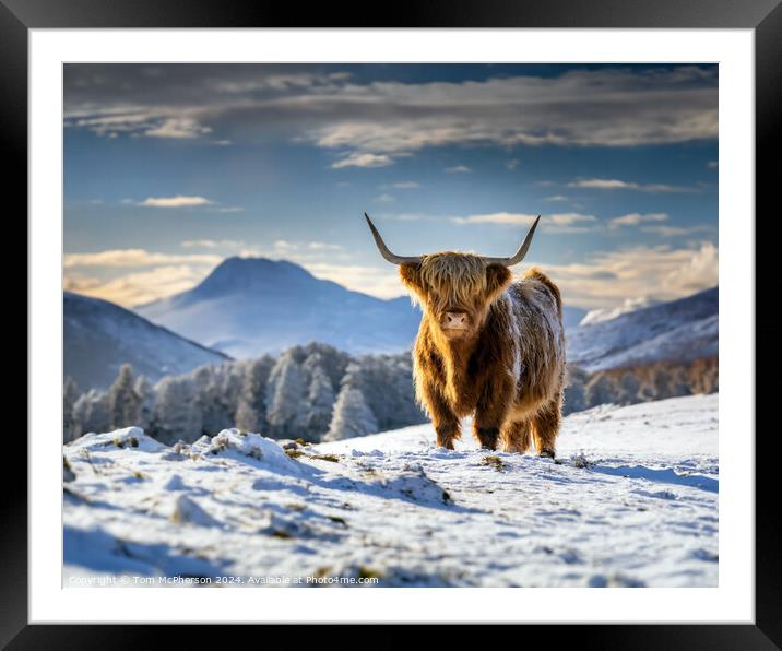 The Highland Cow  Framed Mounted Print by Tom McPherson