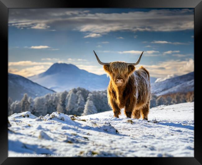 The Highland Cow  Framed Print by Tom McPherson