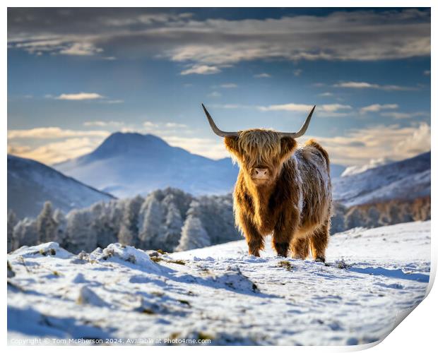 The Highland Cow  Print by Tom McPherson