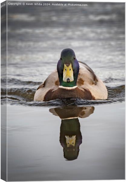 Mallard duck on a mission Canvas Print by Kevin White