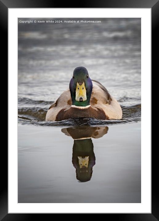 Mallard duck on a mission Framed Mounted Print by Kevin White