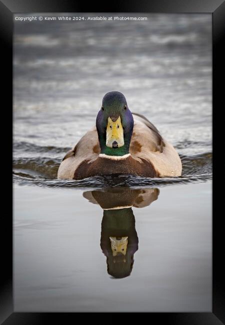 Mallard duck on a mission Framed Print by Kevin White