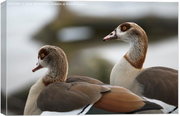 Head shots of Egyptian geese Canvas Print by Kevin White
