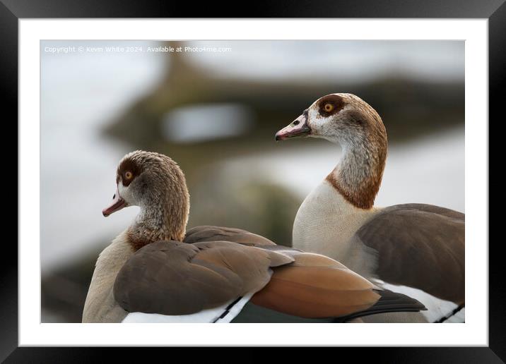 Head shots of Egyptian geese Framed Mounted Print by Kevin White