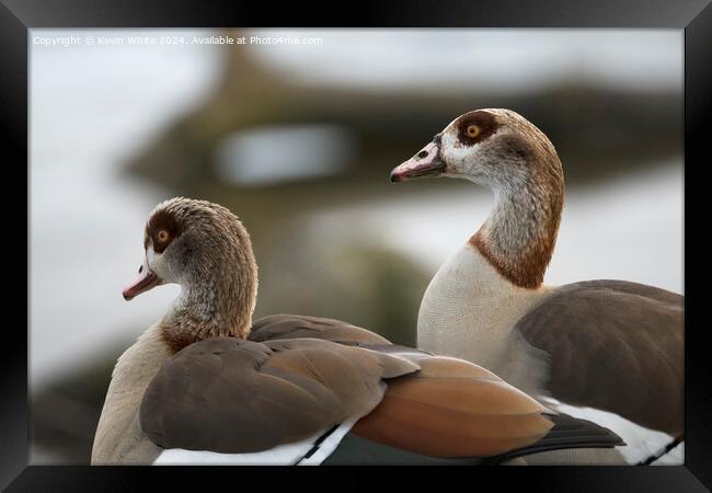 Head shots of Egyptian geese Framed Print by Kevin White