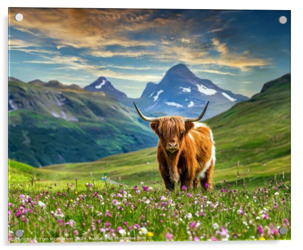 The Highland Cow  Acrylic by Tom McPherson