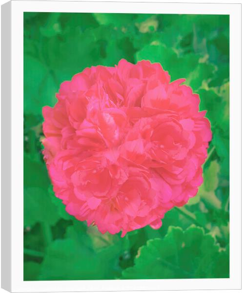 Rose over plants top view shot Canvas Print by Daniel Ferreira-Leite