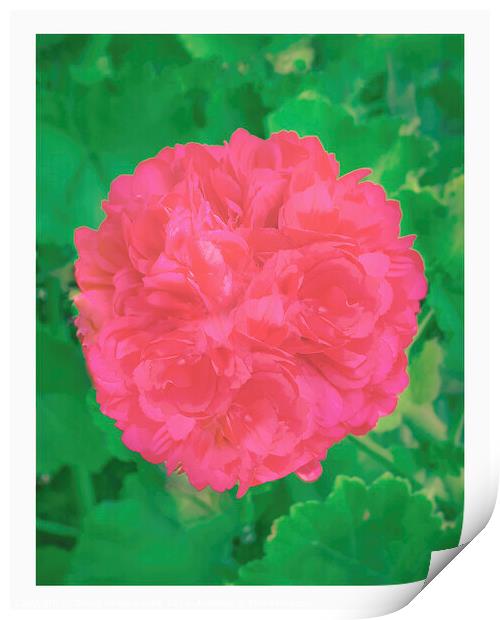 Rose over plants top view shot Print by Daniel Ferreira-Leite