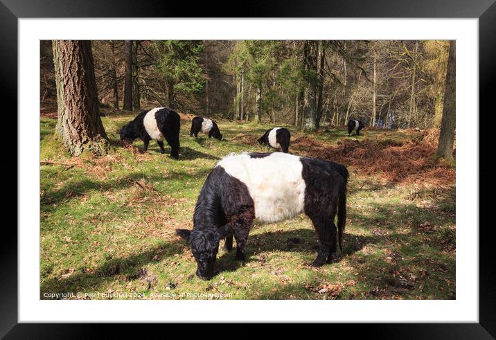 Belted Galloway Cattle in Woodland Framed Mounted Print by Pearl Bucknall