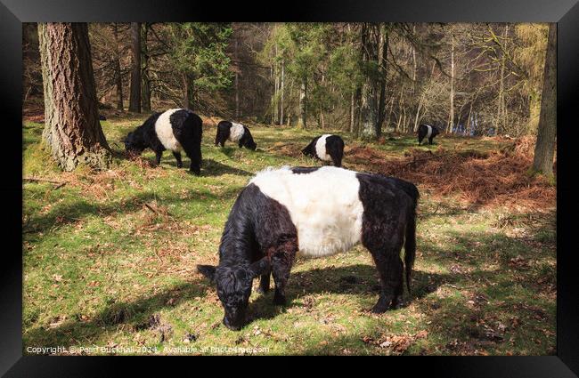Belted Galloway Cattle in Woodland Framed Print by Pearl Bucknall