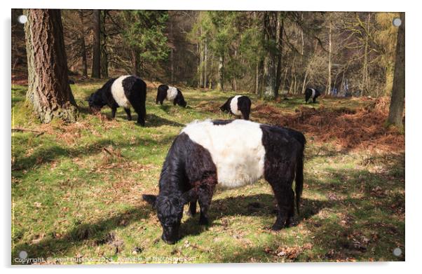 Belted Galloway Cattle in Woodland Acrylic by Pearl Bucknall