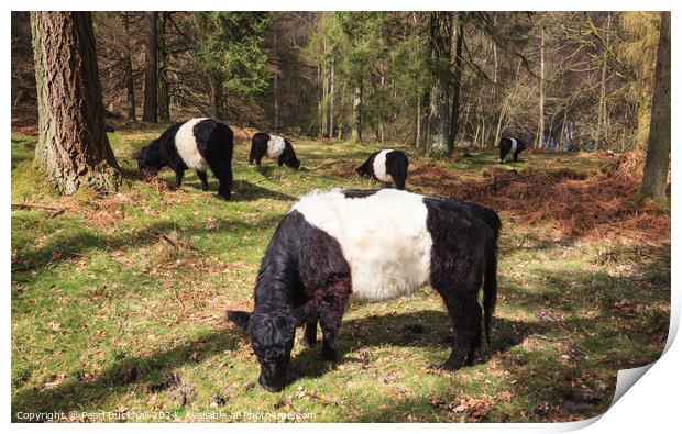 Belted Galloway Cattle in Woodland Print by Pearl Bucknall