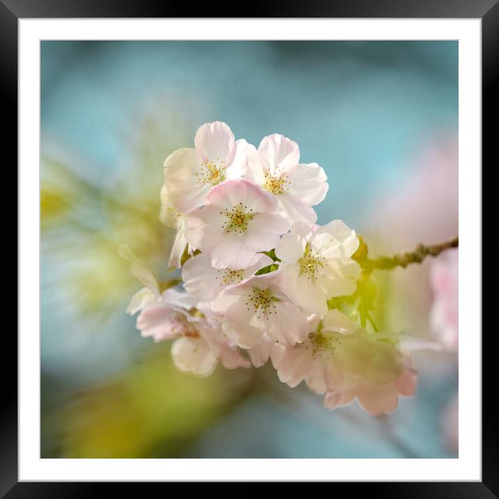 spring cherry blossom Framed Mounted Print by Simon Johnson