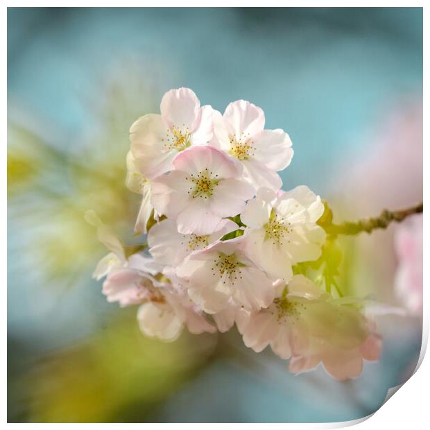 spring cherry blossom Print by Simon Johnson