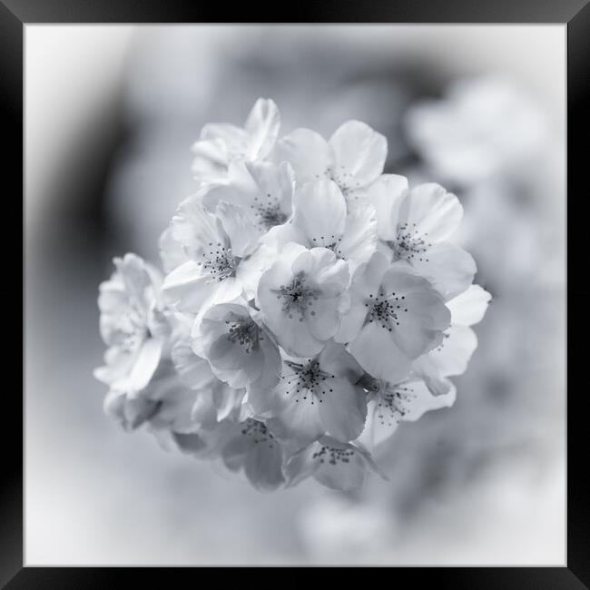  spring blossom in Monochrome  Framed Print by Simon Johnson