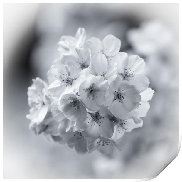  spring blossom in Monochrome  Print by Simon Johnson