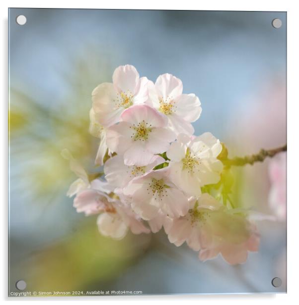 Cherry Blossom Acrylic by Simon Johnson