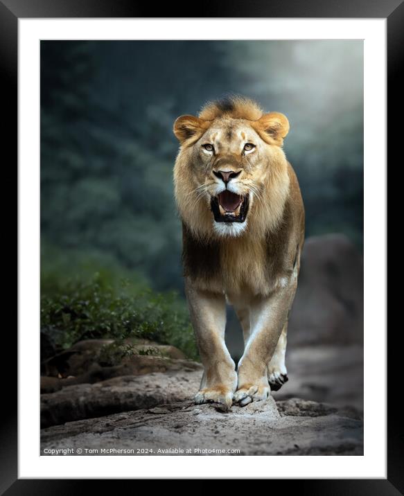 Lioness Framed Mounted Print by Tom McPherson