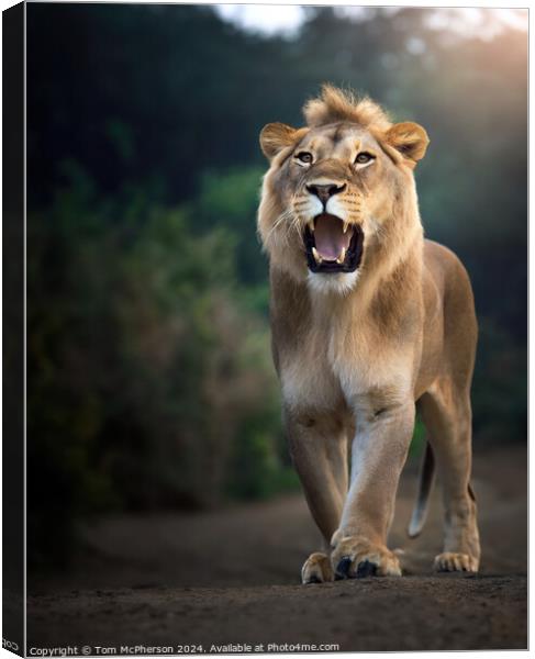 Lioness Canvas Print by Tom McPherson