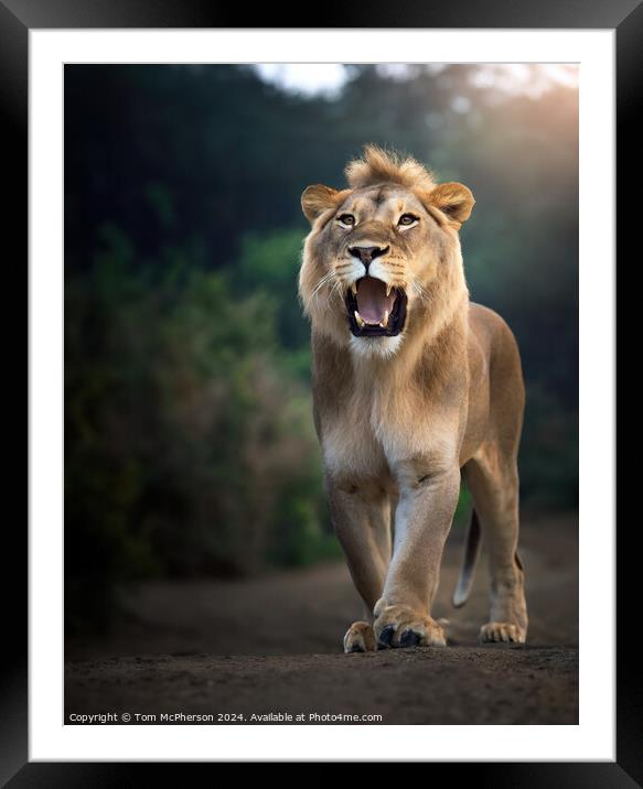 Lioness Framed Mounted Print by Tom McPherson