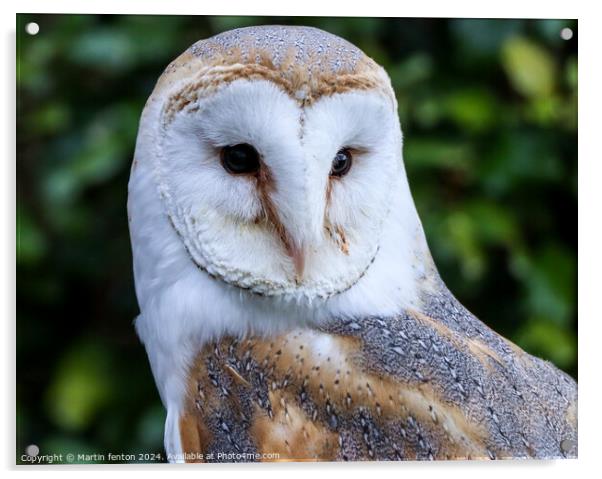 Barn Owl close up Acrylic by Martin fenton
