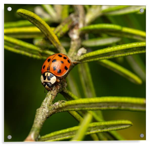 The Eighteen Spotted Ladybird. Acrylic by Colin Allen