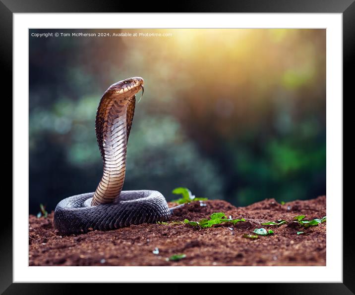 Indian cobra Framed Mounted Print by Tom McPherson