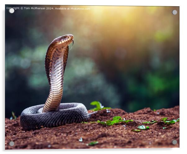 Indian cobra Acrylic by Tom McPherson