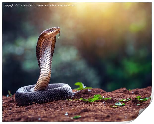 Indian cobra Print by Tom McPherson