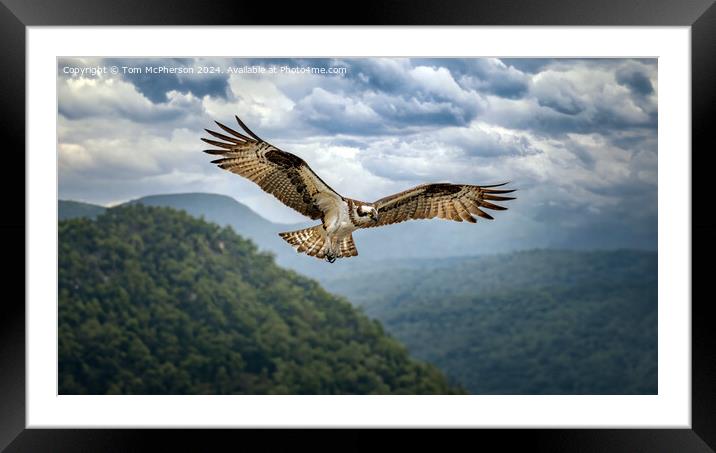 Osprey in Flight Framed Mounted Print by Tom McPherson